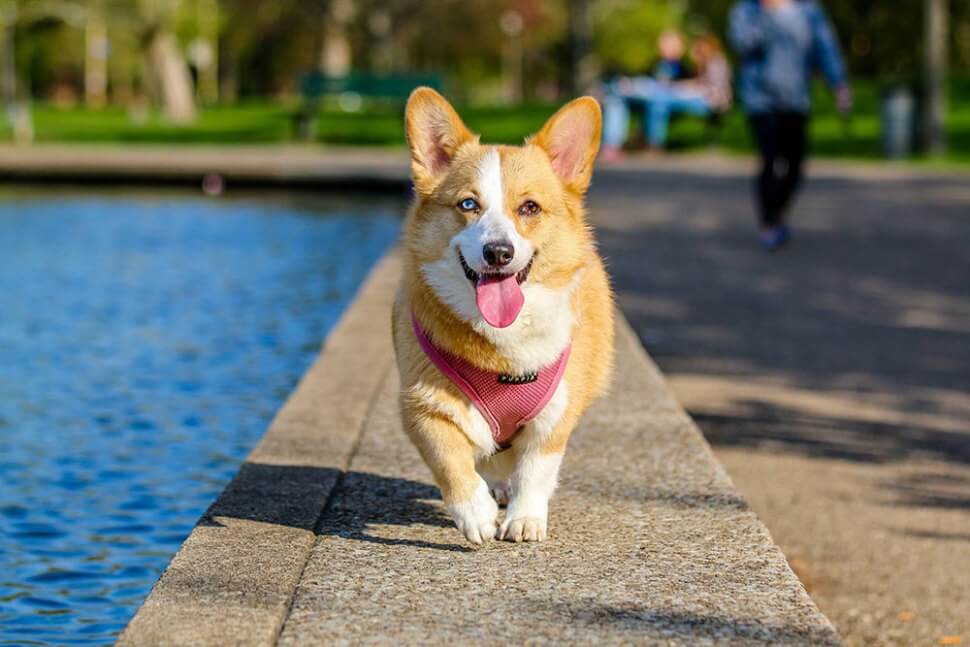 gratis-stockfoto-honden.jpg